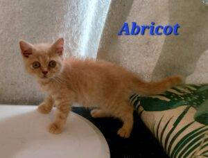 Abricot