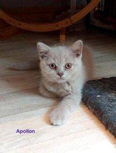 APOLLON