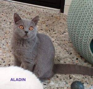Aladin