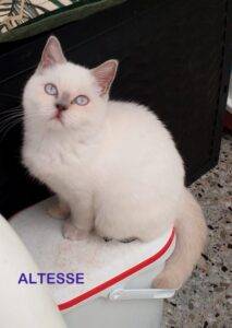 Altesse