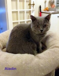 Aladin