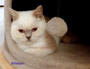 Altesse