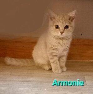 ARMONIE