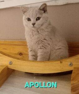 APOLLON