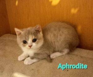 APHRODITE