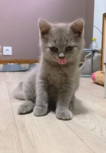 Baileys
